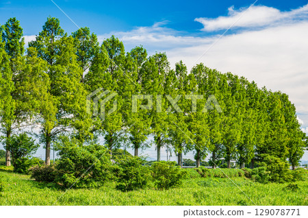 Metasequoia trees along the Chiuchi River in Makino-cho, Takashima City, Shiga Prefecture 129078771