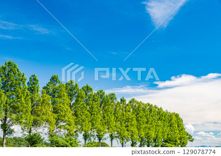 Metasequoia trees along the Chiuchi River in Makino-cho, Takashima City, Shiga Prefecture 129078774