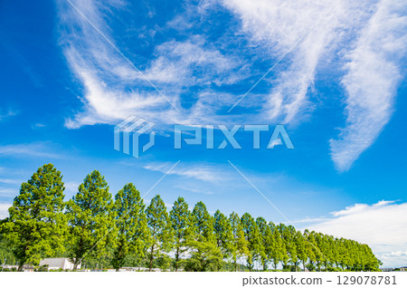 Metasequoia trees along the Chiuchi River in Makino-cho, Takashima City, Shiga Prefecture 129078781
