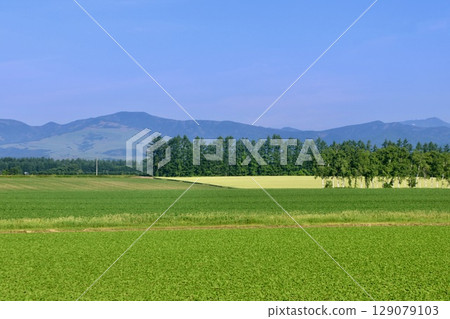 甜菜田、甜菜與北方的土地(北海道上士幌町) 甜菜田、甜菜與北方的土地(北海道上士幌町) 129079103
