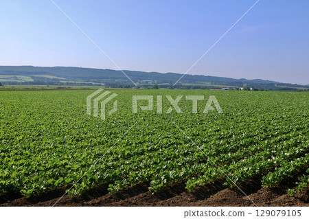 甜菜田、甜菜與北方的土地(北海道上士幌町) 甜菜田、甜菜與北方的土地(北海道上士幌町) 129079105