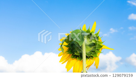 Hokkaido in summer with a slightly listless sunflower facing the blue sky Hokkaido in summer with a slightly listless sunflower facing the blue sky 129079159