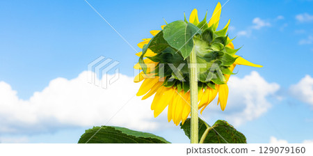 Hokkaido in summer with a slightly listless sunflower facing the blue sky Hokkaido in summer with a slightly listless sunflower facing the blue sky 129079160