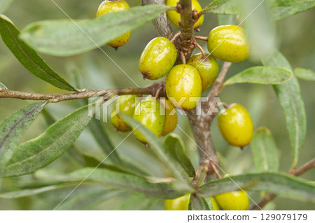 Close up of green oleaster berries growing on branch with lush leaves in natural 129079179