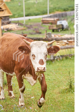 Brown and white cow grazing on lush green pasture with rustic farm background Brown and white cow grazing on lush green pasture with rustic farm background 129079181