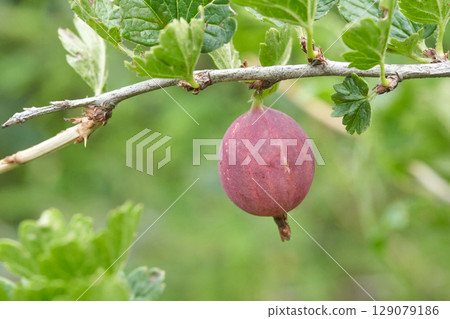 Ripe red gooseberry on branch with green leaves in natural outdoor setting Ripe red gooseberry on branch with green leaves in natural outdoor setting 129079186