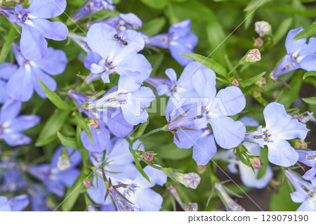 Close up of delicate light blue lobelia flowers with green leaves and small ants 129079190