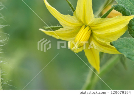 Close up of yellow tomato blossom against green foliage in a garden setting 129079194
