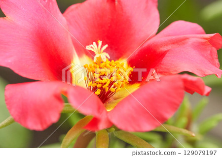 Bright red flower with yellow center in garden setting captured close up showing Bright red flower with yellow center in garden setting captured close up showing 129079197