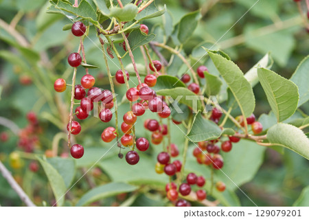Vibrant red and green chokecherries on branch with lush leaves in natural 129079201