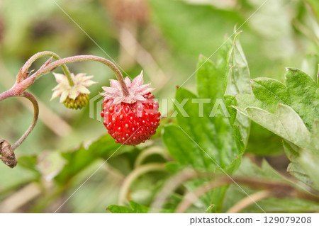 Close up of wild strawberries growing in green foliage with unripe and ripe 129079208