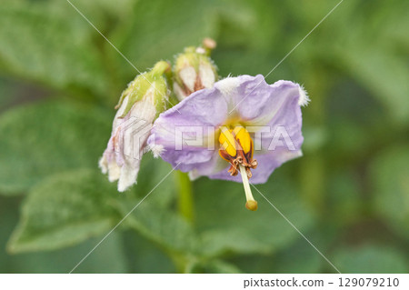 Purple potato flower close up with yellow center and green leaves in natural 129079210