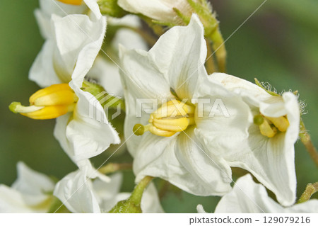 Close up of white potato flowers with yellow centers in bloom against green 129079216