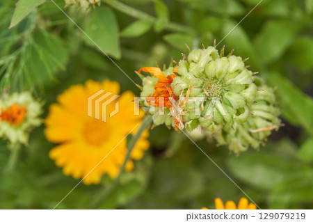 Green bud and vibrant yellow flowers in a lush garden close up Green bud and vibrant yellow flowers in a lush garden close up 129079219