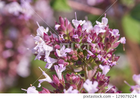 Close up of blooming purple oregano flowers in natural sunlight with soft green Close up of blooming purple oregano flowers in natural sunlight with soft green 129079224