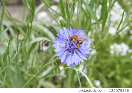 Close up of bee pollinating purple cornflower amidst verdant greenery Close up of bee pollinating purple cornflower amidst verdant greenery 129079226