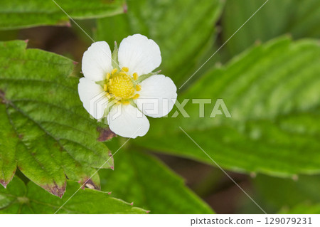 Close up of white strawberry flower with green leaves in natural garden setting Close up of white strawberry flower with green leaves in natural garden setting 129079231