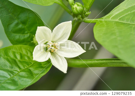 Close up of white pepper flower surrounded by lush green leaves in a garden Close up of white pepper flower surrounded by lush green leaves in a garden 129079235