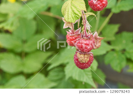 Close up of ripe red raspberries on a branch with green leaves in a garden 129079243