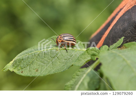 Colorado potato beetle on leaf close up with human hand in black and red glove 129079260