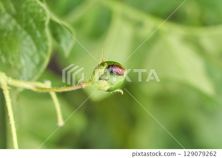 Red beetle on green fruit with leaf background in natural outdoor setting Red beetle on green fruit with leaf background in natural outdoor setting 129079262