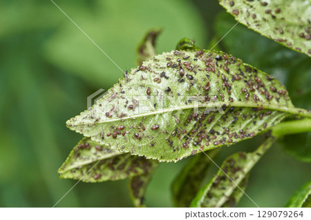 Ants and aphids on green leaf in natural habitat: close up of insect activity 129079264