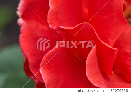 Close up of vibrant red rose petals with soft texture in natural light 129079268