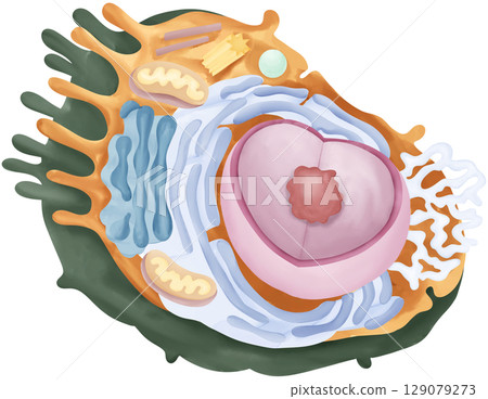 Cute Animal Cell Diagram 129079273