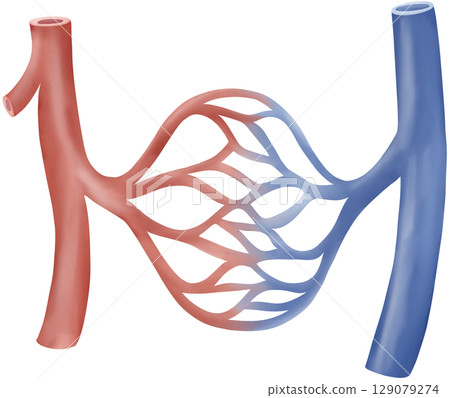 Artery, Capillary, and Vein Exchange 129079274