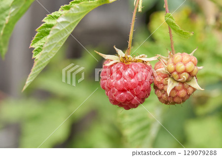Close up of ripe and unripe raspberries hanging on branch in a lush green garden 129079288