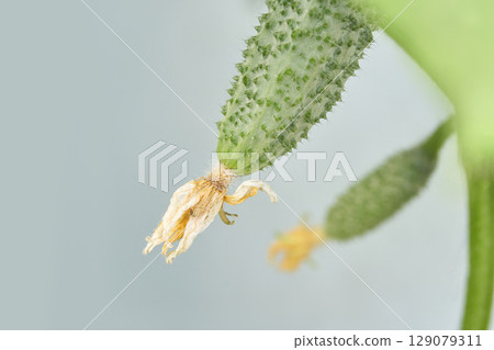 Close up of young cucumber fruit with flower blossom on soft green background 129079311