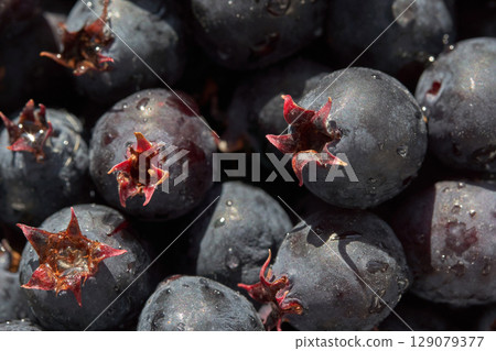 Close up of fresh dew covered saskatoon berries with detailed texture 129079377