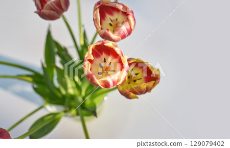 Vibrant red and yellow tulips in sunlit vase capturing nature beauty 129079402