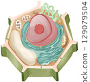 Cute Plant Cell Anatomy Diagram 129079504