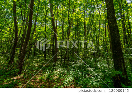 Summer woods with sunlight streaming in b-1 129080145