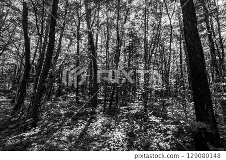 Summer woods with sunlight streaming in B-4 monochrome Summer woods with sunlight streaming in B-4 monochrome 129080148