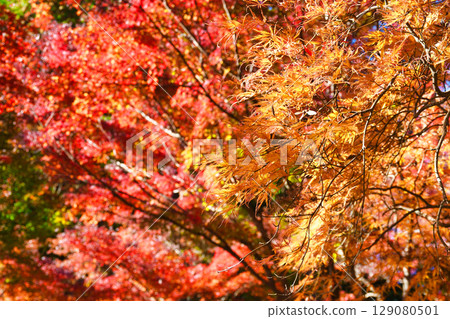 Beautiful autumn leaves at Kakuonji Temple in Kamakura (Kamakura City, Kanagawa Prefecture) 129080501