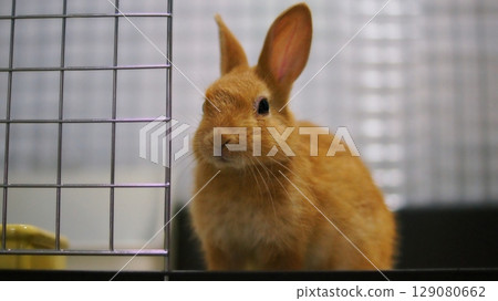 Pet baby rabbit 129080662