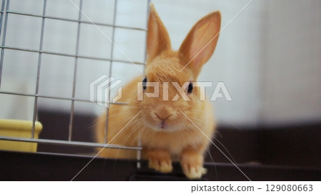 Pet baby rabbit Pet baby rabbit 129080663