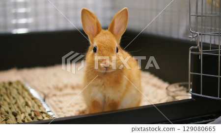 Pet baby rabbit 129080665