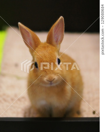 Pet baby rabbit Pet baby rabbit 129080684