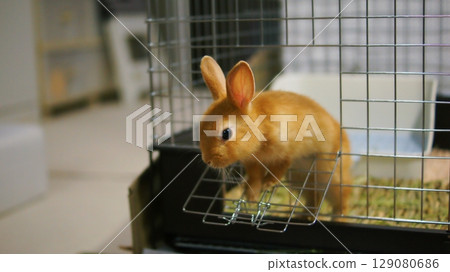寵物兔寶寶 129080686