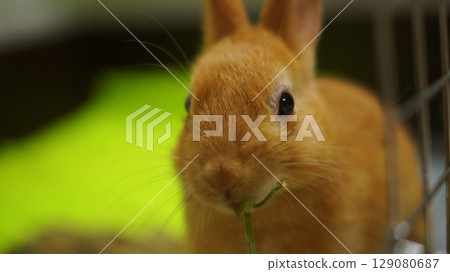 Pet baby rabbit 129080687