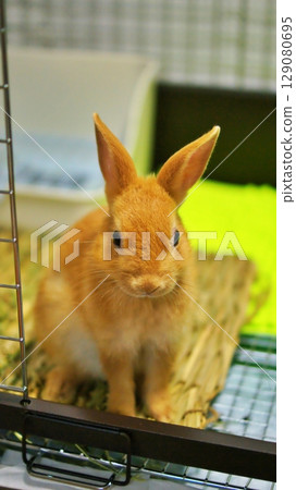 Pet baby rabbit Pet baby rabbit 129080695