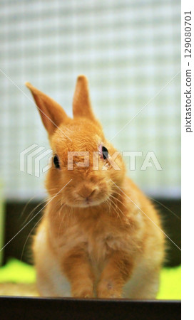 寵物兔寶寶 寵物兔寶寶 129080701