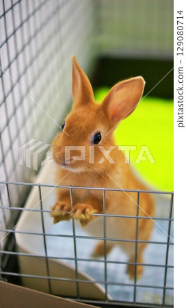 Pet baby rabbit Pet baby rabbit 129080714