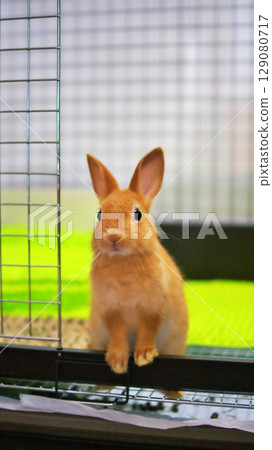 寵物兔寶寶 寵物兔寶寶 129080717