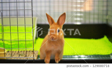 Pet baby rabbit Pet baby rabbit 129080718