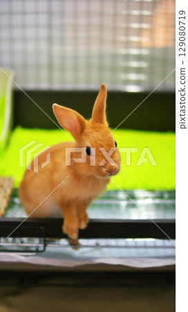 寵物兔寶寶 寵物兔寶寶 129080719