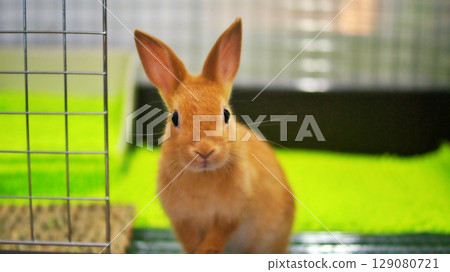 寵物兔寶寶 129080721